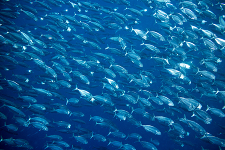 big school of mackerel fish underwater backgroundの写真素材