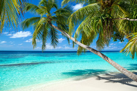 tropical paradise beach with white sand and coco palms travel tourism background conceptの写真素材