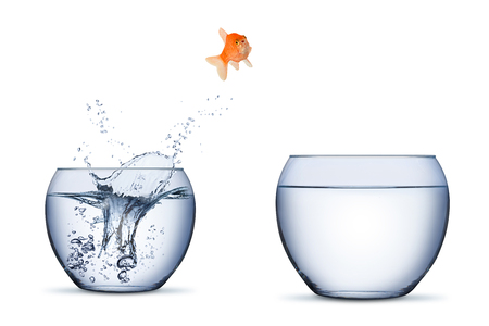 gold fish change move career opportunity rise concept jump into other bigger bowl isolated on white backgroundの写真素材