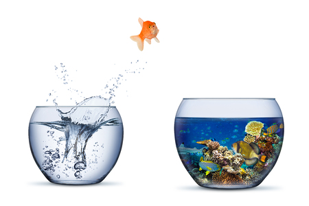 goldfish jump out of bowl into coral reef paradise fish change chance freedom concept isolated on white backgroundの写真素材