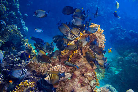 colony of Zebrasoma desjardinii or the indian sailfin doctor fish in colorful underwater coral reef. marine animal wildlife ocean sea backgroundの写真素材