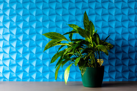 A background with blue wallpaper - colorful space. Green plant on a gray countertop - the harmony of nature and industrial styleの写真素材