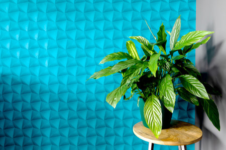 A flat with blue walls decorated in a modern style suitable for a background.の写真素材
