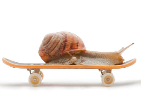 Snail on a skateboard on the white backgroundの写真素材