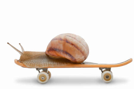 Snail on a skateboard on the white backgroundの写真素材