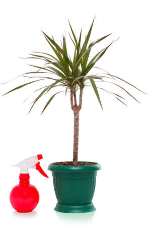 dracaena palm spray bottle, isolatedの写真素材