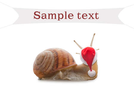 Christmas sees a snail on the wallの写真素材
