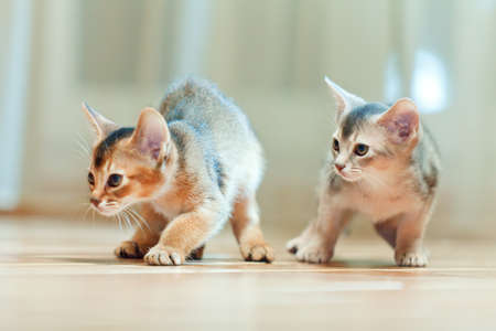 Abyssinian kittensの写真素材