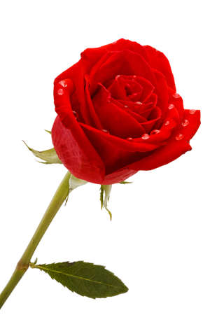 Beautiful red rose close-upの写真素材