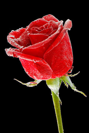 beautiful red rose with dew drops on a black backgroundの写真素材