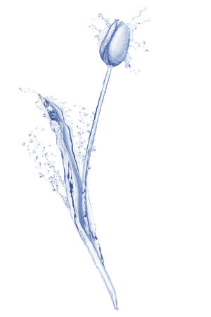 Tulip waterの写真素材