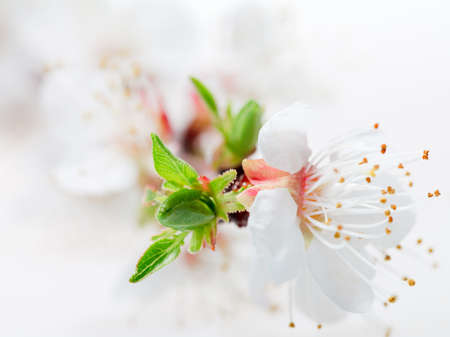 white spring flowers on a tree branch close-up