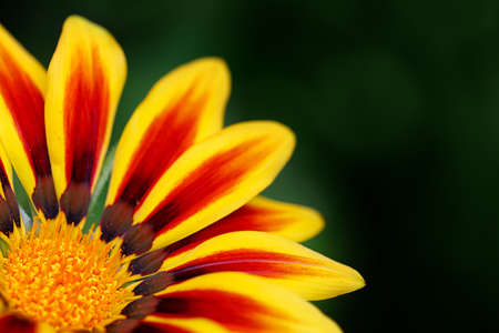 Orange flowerの写真素材