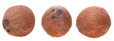 coconuts isolated on whiteの写真素材