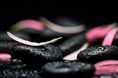 petals Gerbera black  wet background