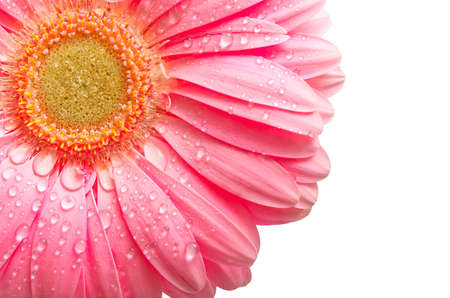beautiful pink gerbera with drops isolated on whiteの写真素材