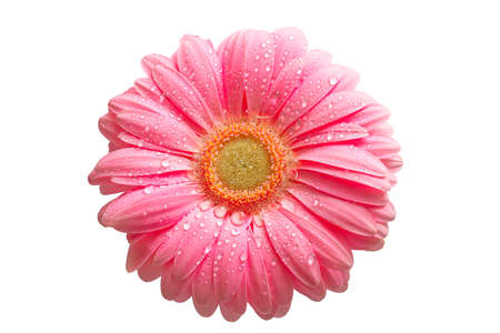 beautiful pink gerbera with drops isolated on whiteの写真素材