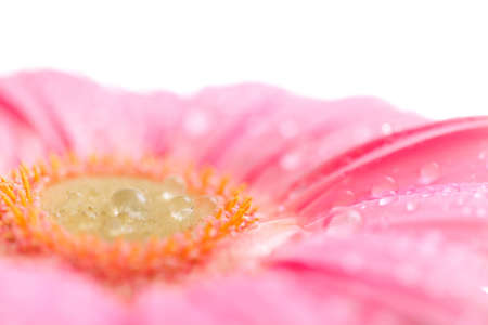 beautiful pink gerbera with drops isolated on whiteの写真素材