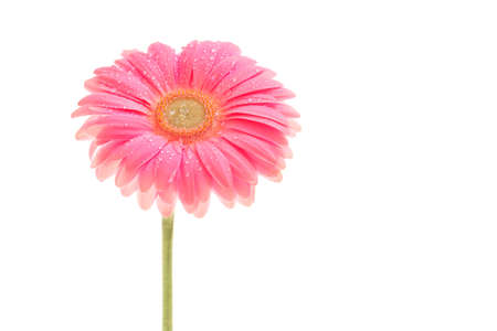 beautiful pink gerbera with drops isolated on whiteの写真素材
