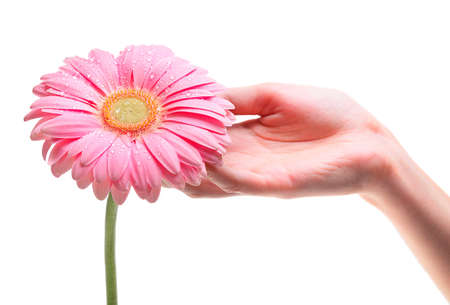 Hand holding pink gerber daisy isolated on whiteの写真素材