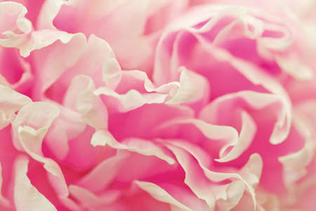 Vintage flower (peony)の写真素材