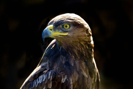 Golden eagle isolated on a dark background