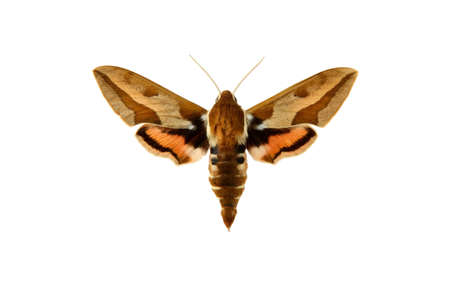 butterfly, in the white backgroundの写真素材