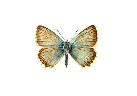 butterfly, in the white backgroundの写真素材