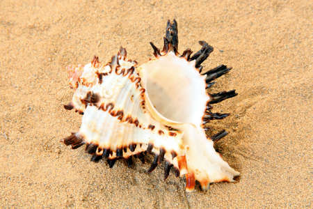 Exotic seashell on golden sandの写真素材