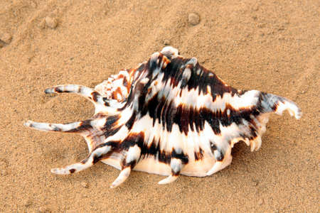 Exotic seashell on golden sand, horizontal frameの写真素材