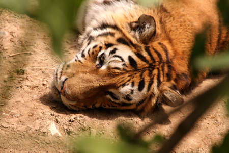 To ambush of a beautiful tigerの写真素材