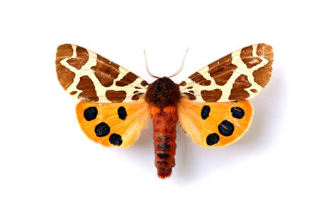 butterfly, in the white backgroundの写真素材