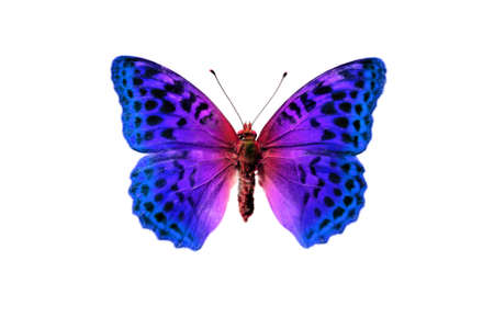 butterfly, in the white backgroundの写真素材