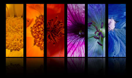 A grouping of six flowers close-up images arranged by color.