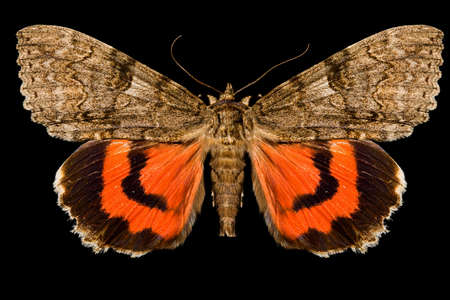 Night butterfly, isolated in the black backgroundの写真素材