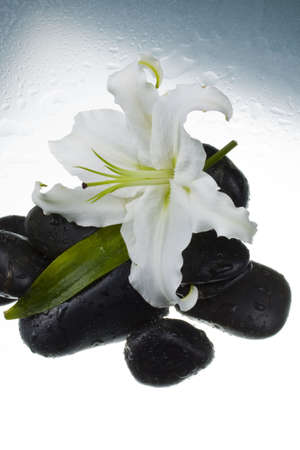 Lily flower and black stonesの写真素材