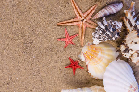 Assortment of starfish, seashells  in the sandの写真素材