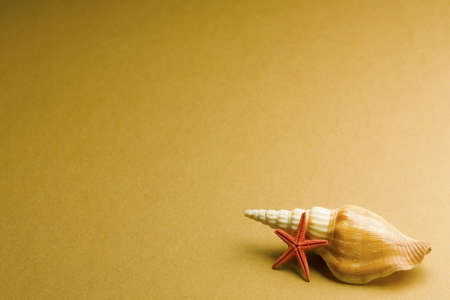 Vacation memories from beach, seashell and starfishの写真素材