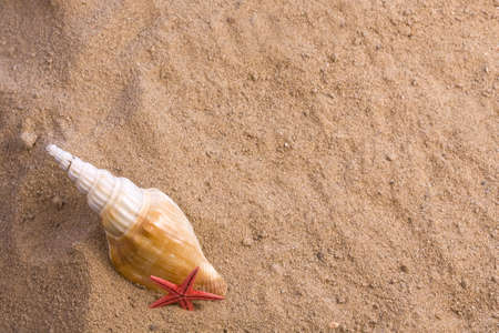 Assortment of starfish, seashells  in the sand
