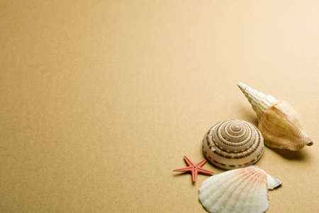 Vacation memories from beach, seashell and starfish