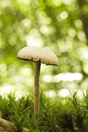mushroom close up, nature shotの写真素材