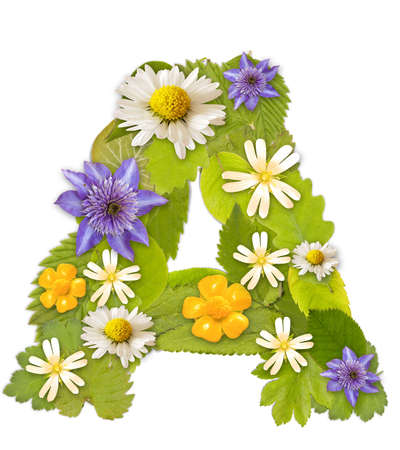Green leaf whit flower font in white. Letter A の写真素材