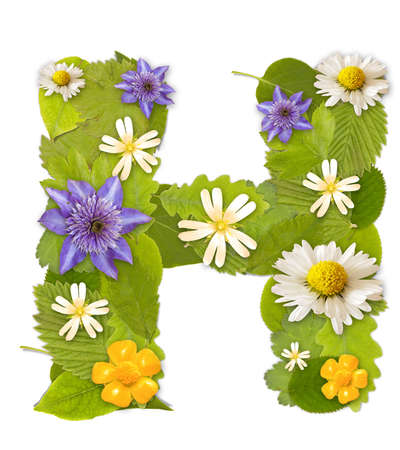 Green leaf whit flower font in white. Letter Hの写真素材