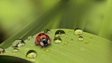 fresh morning dew and ladybirdの写真素材