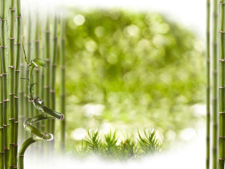Beautiful Bamboo Border, studio shotの写真素材