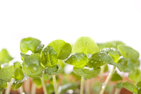 Basil seedlings in the spring glasshouse の写真素材