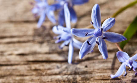 Woodland spring flowers on wood background の写真素材