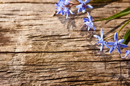 Woodland spring flowers on wood background の写真素材