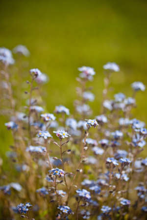 Beautiful little blue flowers, meadow plant backgroundの写真素材