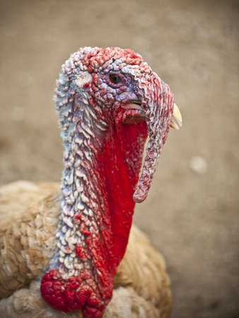 A single turkey head out of focus background の写真素材